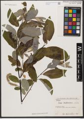 Foto von Salix wallichiana Andersson